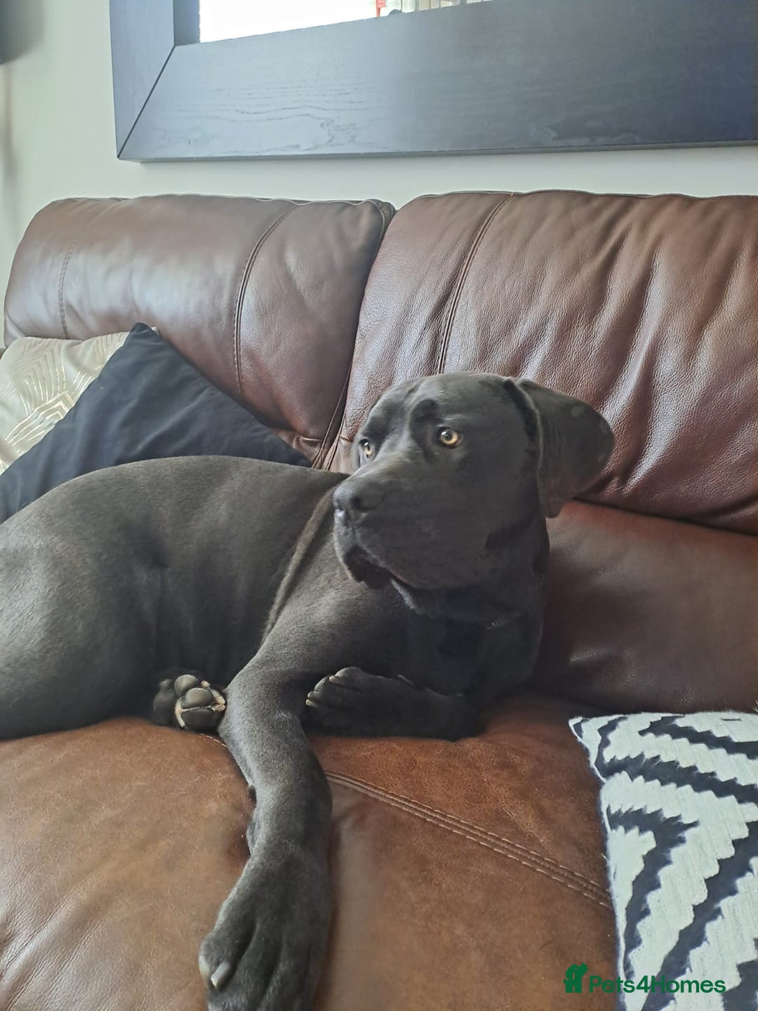 Cane Corso dogs for sale: Cane Corso looking for his new home. - Image 3