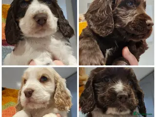 Cocker Spaniel dogs Gorgeous Show type Cocker Spaniel puppies - Advert 6