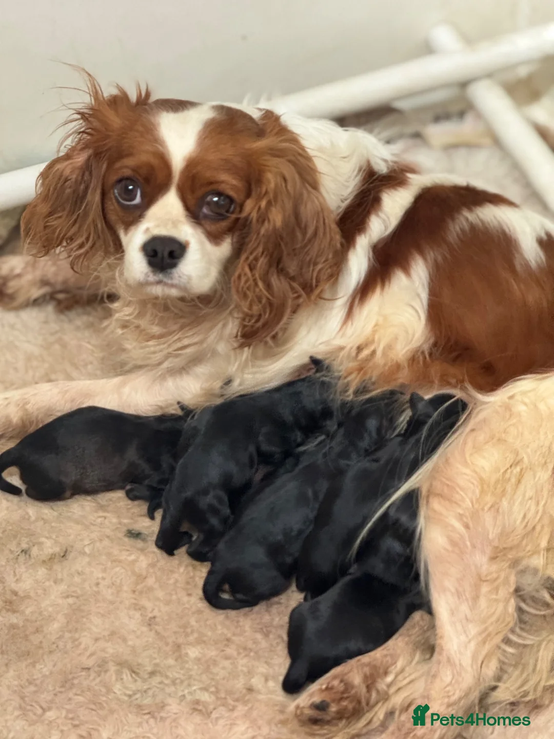 Cavapoo dogs for sale: Beautiful F1 Cavapoo Puppies - 1 Girl 3 Boys in Gosport - Advert 2