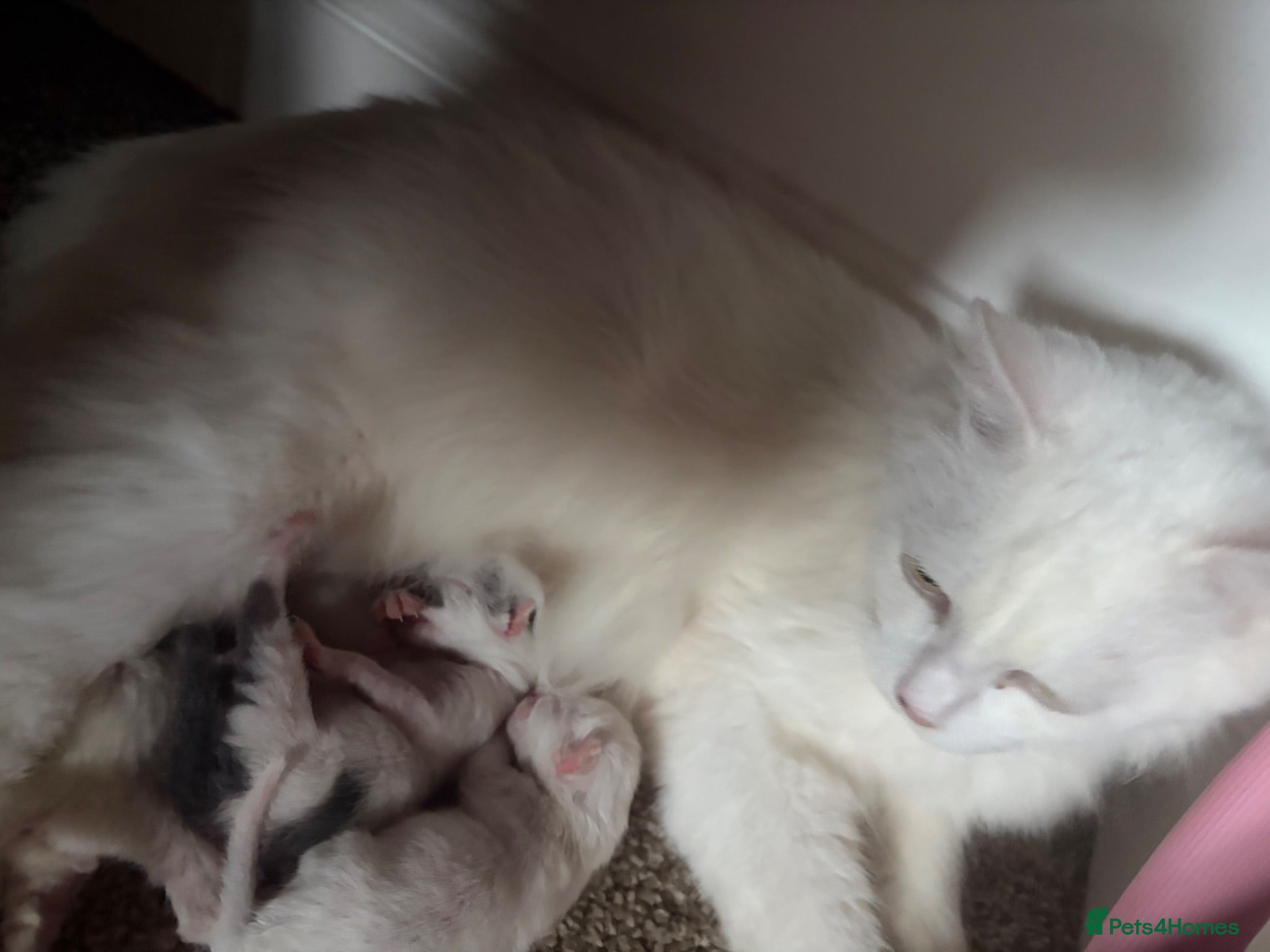 Mixed Breed cats Ragdoll X kittens for sale  - Advert 1