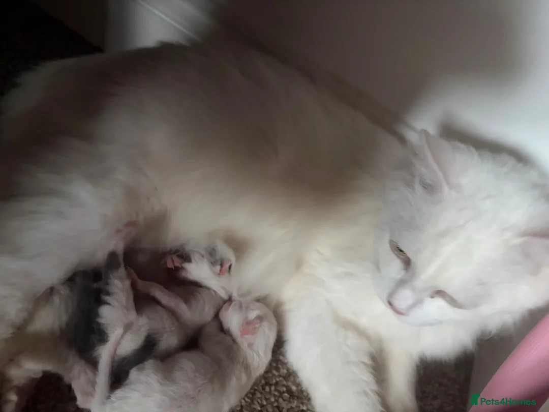 Mixed Breed cats for sale: Ragdoll X kittens for sale  - Advert 1
