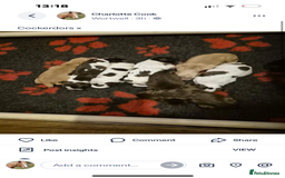 Cockerdor dogs for sale: Cockerdors  - Advert 29