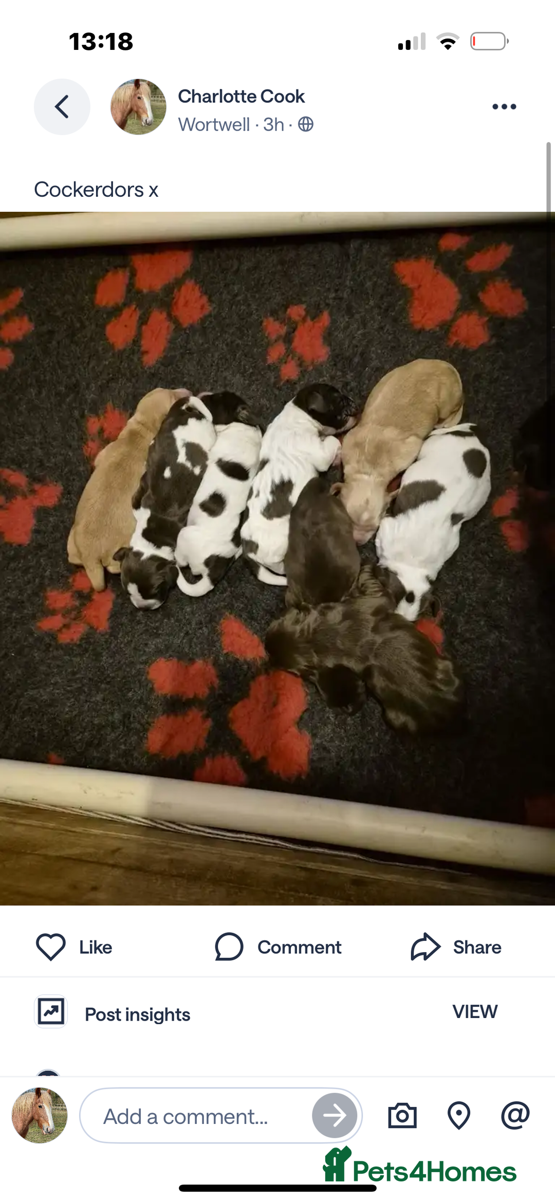 Cockerdor dogs for sale: Cockerdors  - Advert 29