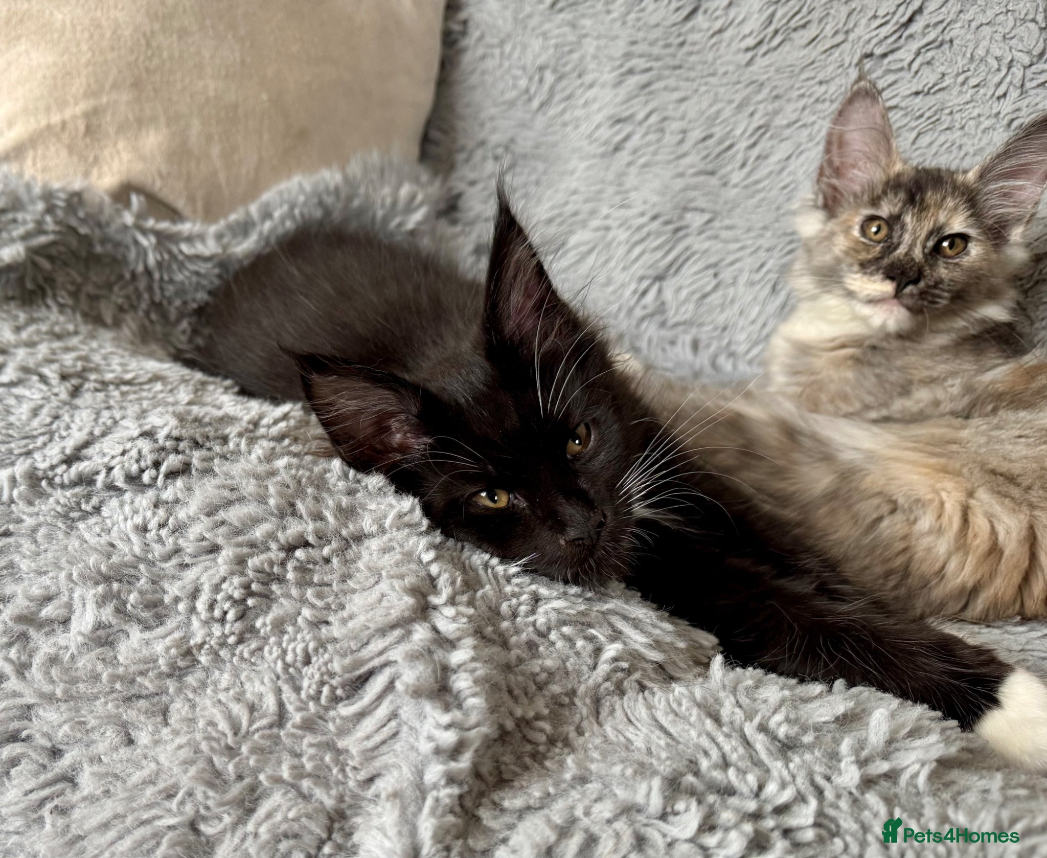 Maine Coon cats for sale: TICA MAINE COON BOY - £800.   - Advert 6
