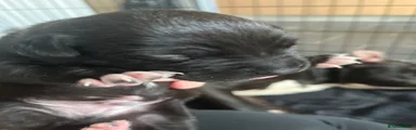 Mixed Breed 5