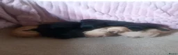 Labrador Retriever dogs for sale: Gorgeous KC registered puppies.  - Advert 6