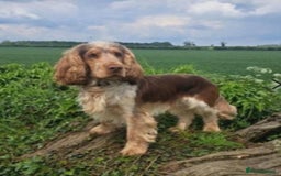 Cockapoo dogs for sale: Cockapoo - Image 7
