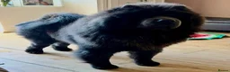 Chow Chow dogs for stud: Stunning Blue Chow Chow Stud – DWKC Registered - Advert 4