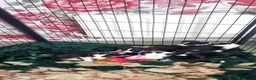 Border Collie dogs for sale: Litter of 2 beautiful male border collie puppies. - Advert 3