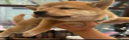 Japanese Shiba Inu dogs for sale: Shiba Inu Full Pedigree Puppies - Advert 5