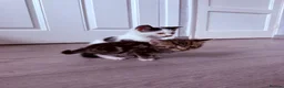 Mixed Breed cats for sale: Four kittens - Advert 19