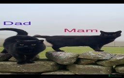 British Shorthair cats for sale: ⭐️🐈‍⬛READY NOW!! British SH Black Kittens⭐️🐈‍⬛ - Image 2