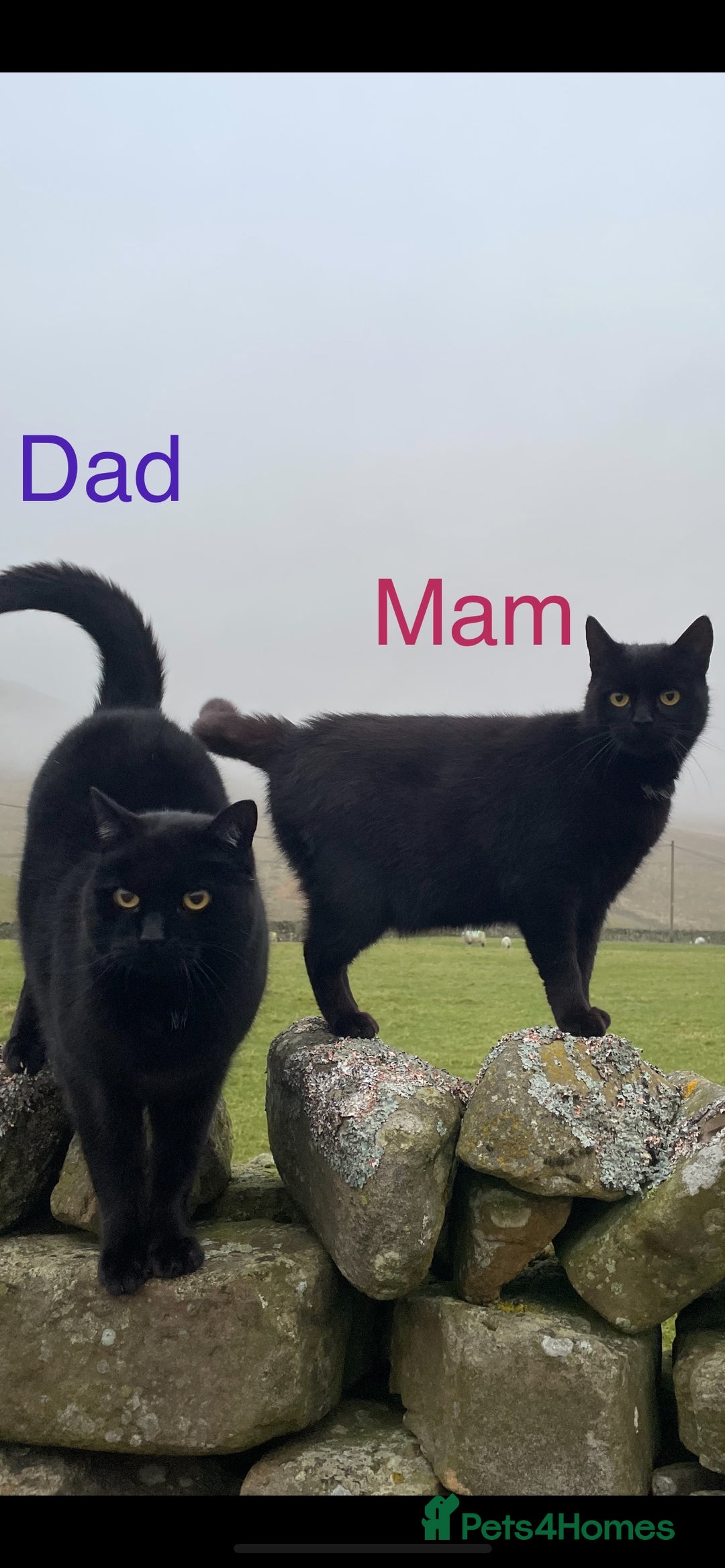 British Shorthair cats for sale: ⭐️🐈‍⬛READY NOW!! British SH Black Kittens⭐️🐈‍⬛ - Image 2