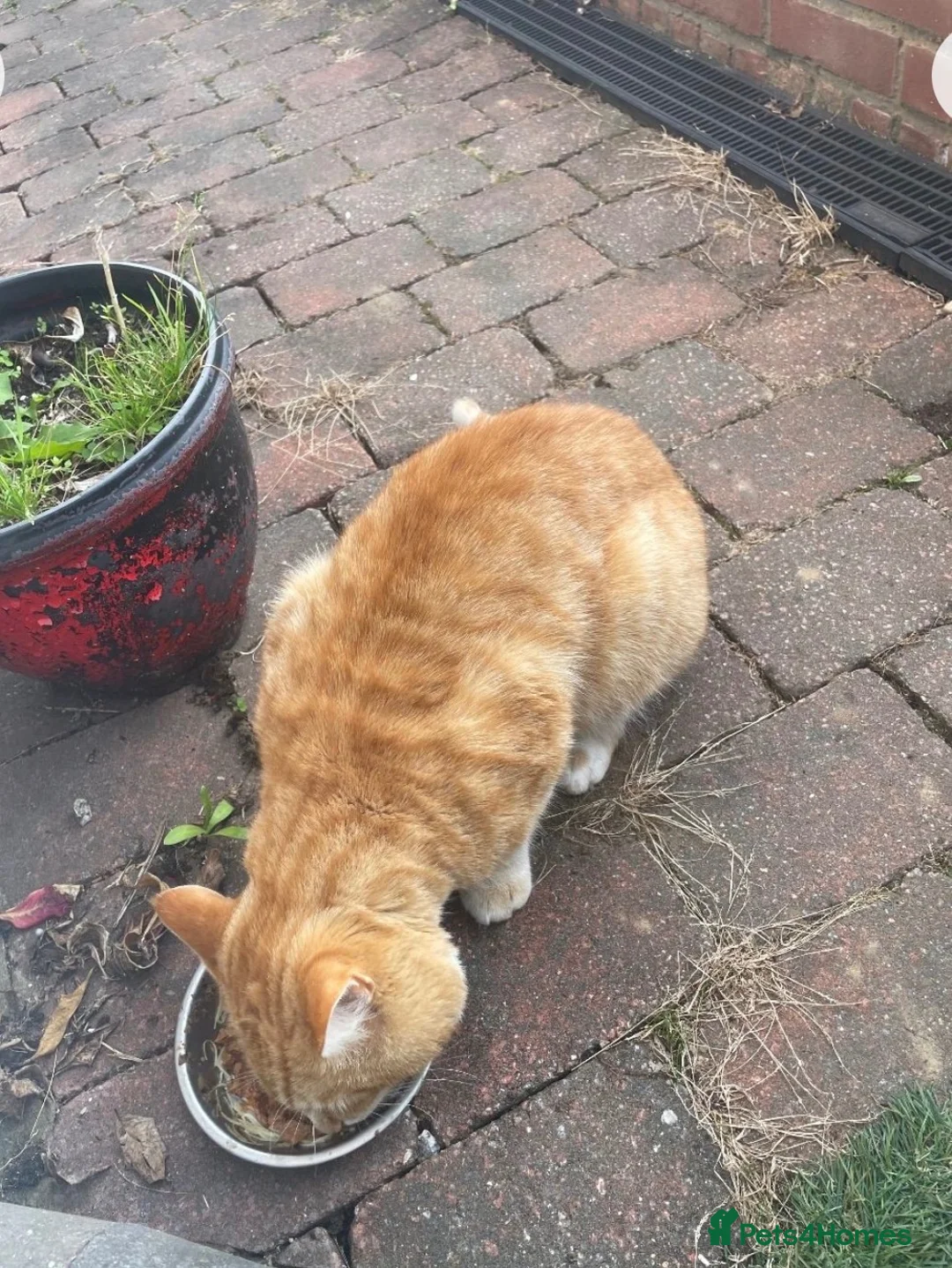 Mixed Breed cats for sale: Kittens  - Advert 2