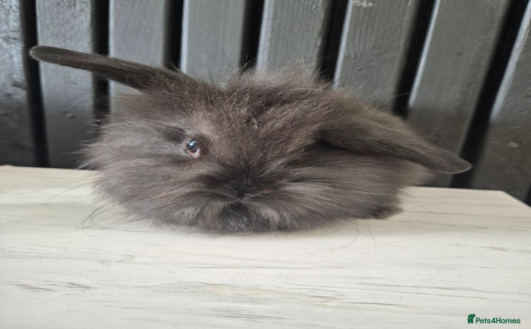 Mini Lion Lop rabbits - Advert 12