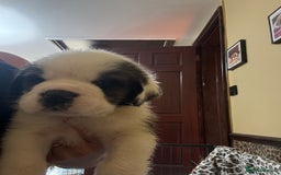 Saint Bernard dogs for sale: Health tested home raised puppies  in Thetford - Image 30