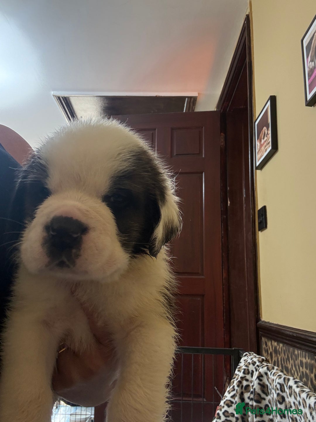 Saint Bernard dogs for sale: Health tested home raised puppies  in Thetford - Image 30