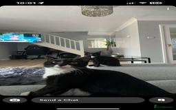 Mixed Breed cats for sale: Pixie and Trixie  - Image 4