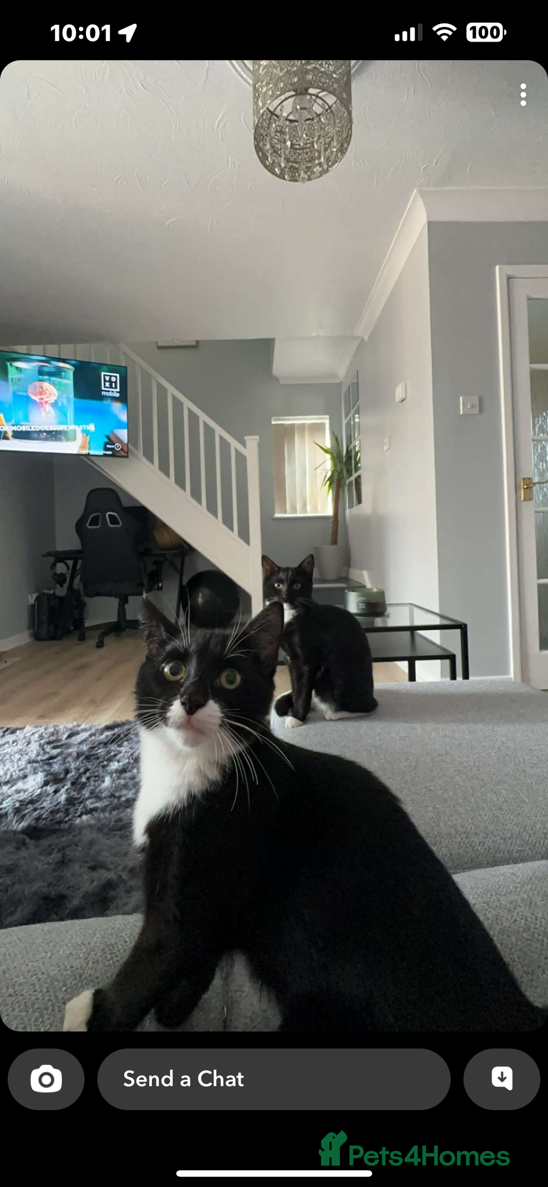 Mixed Breed cats for sale: Pixie and Trixie  - Image 4