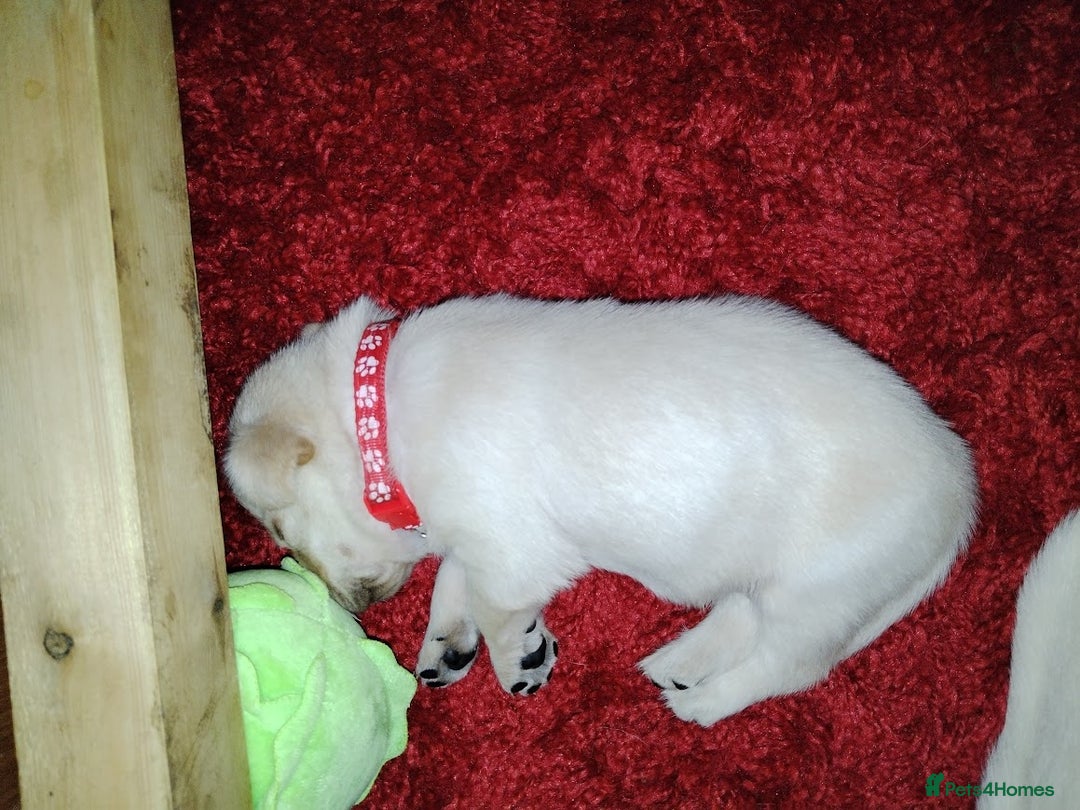 Labrador Retriever dogs for sale: Chunky Yellow & Black Labrador Puppies - Advert 7