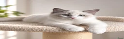Ragdoll cats for sale: 🐾 Beautiful Ragdoll Kittens for Sale 🐾 - Advert 22
