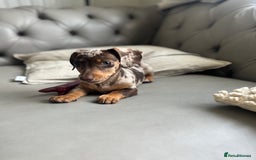Miniature Dachshund dogs for sale: Miniature dachshund puppy  - Image 3