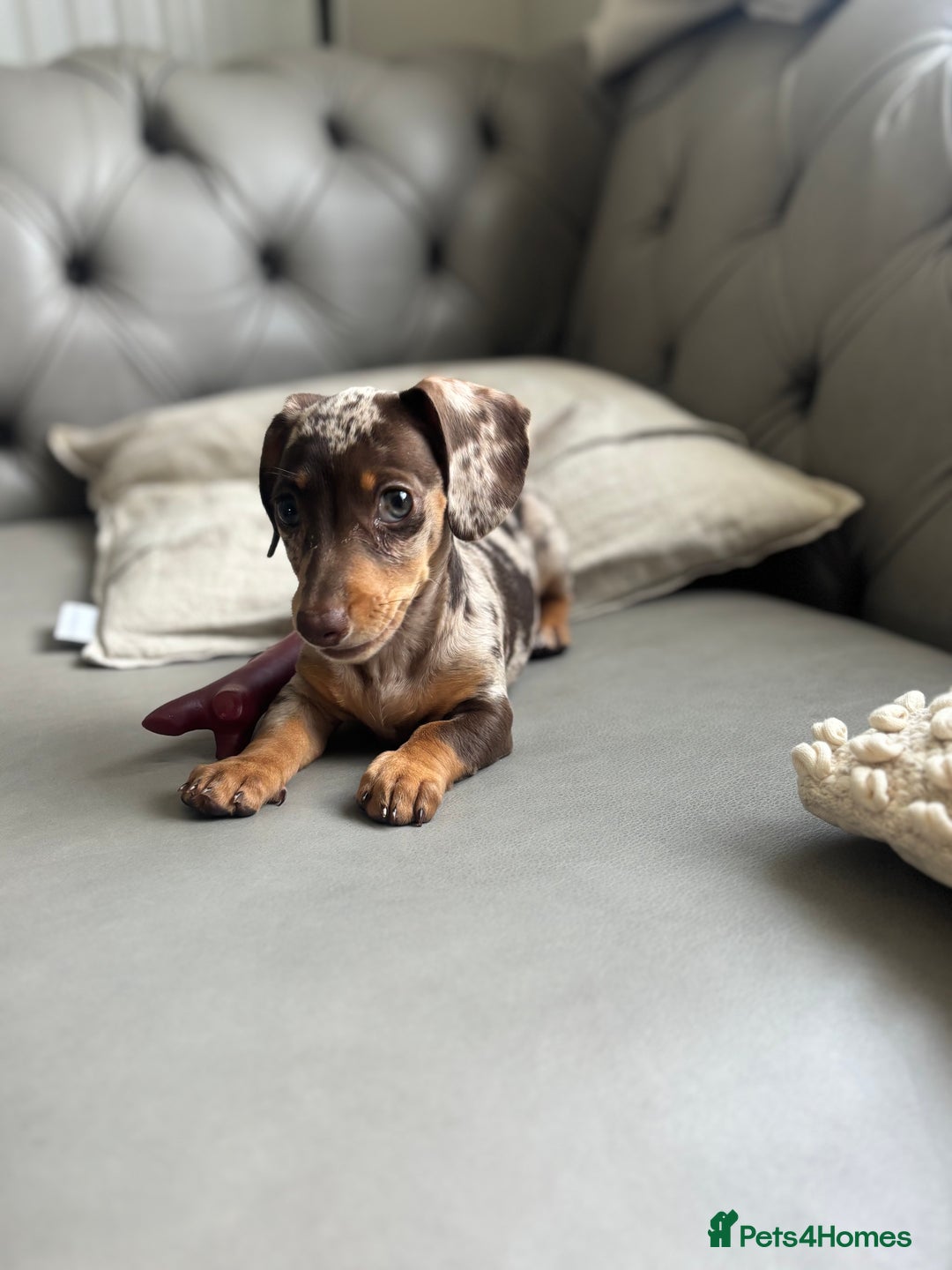 Miniature Dachshund dogs for sale: Miniature dachshund puppy  - Image 3