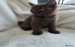 British Shorthair cats for sale: GCCF British Shorthair Kittens Champion Bloodline  - Image 21