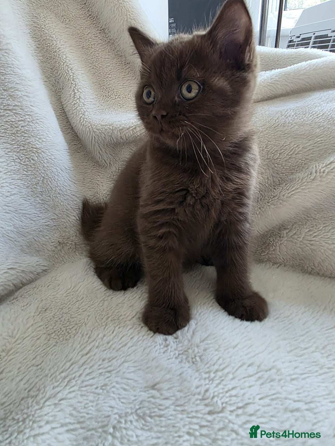 British Shorthair cats for sale: GCCF British Shorthair Kittens Champion Bloodline  - Image 21