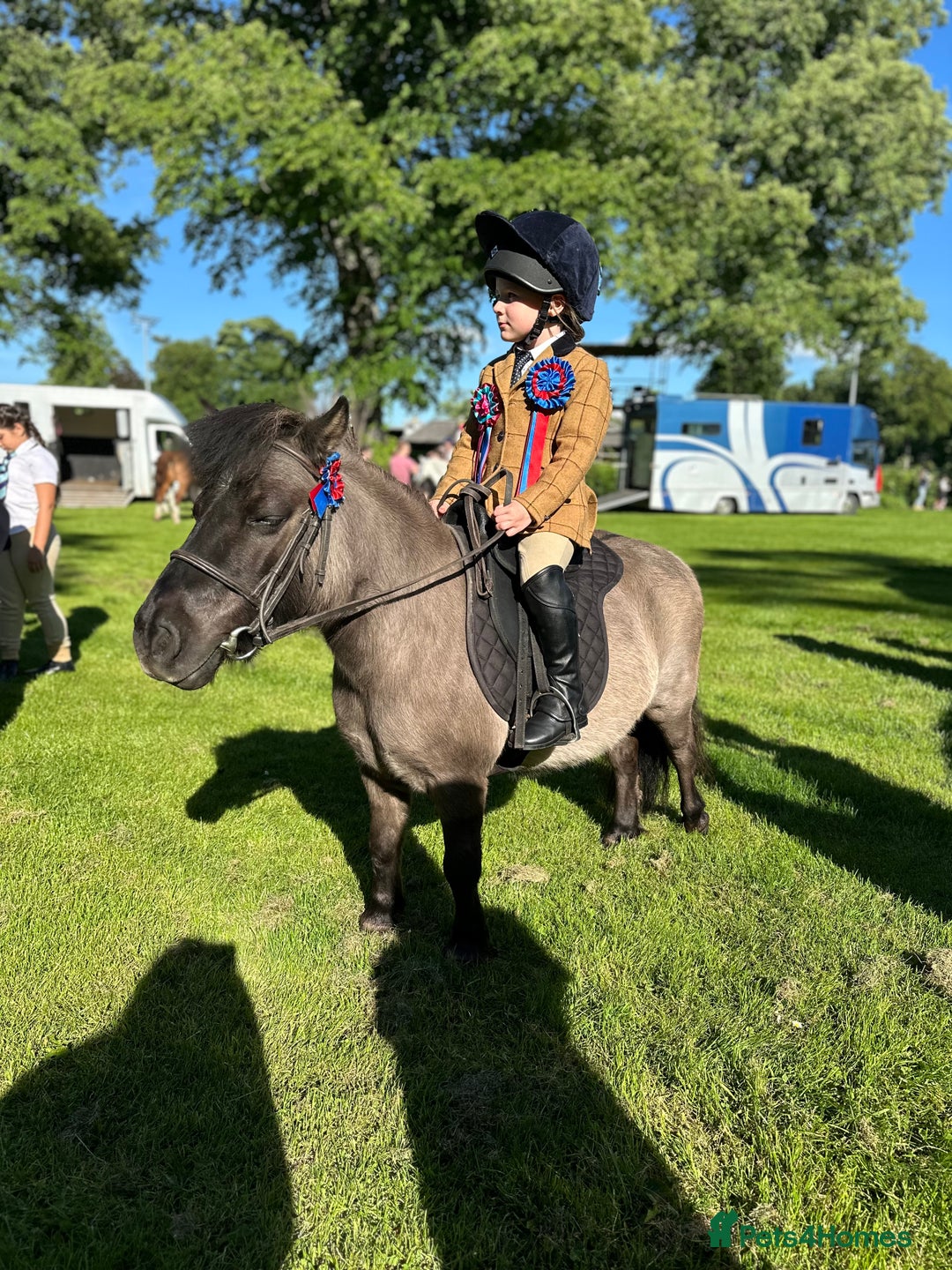 Shetland pony horses for sale: Perfect first pony: a mothers dream - Image 1