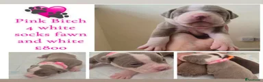 Mixed Breed 7