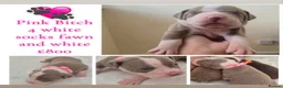 Mixed Breed dogs for sale: Stunning litter of 7 - Advert 7