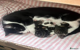 Mixed Breed cats for sale: Kitten - Image 1