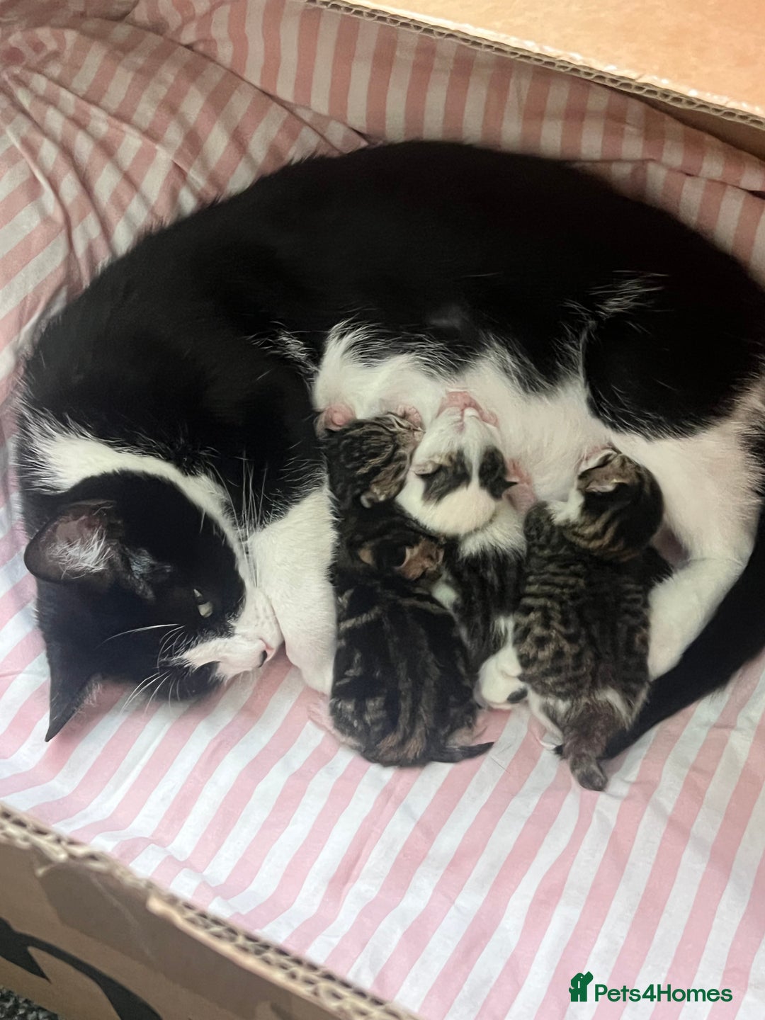 Mixed Breed cats for sale: Kitten - Image 1
