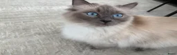 Ragdoll cats for sale: Ragdoll kitten Boy  - Advert 5