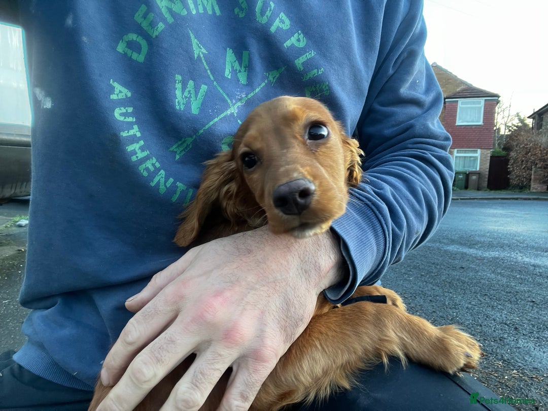 Cocker Spaniel dogs for sale: Male working cocker - Advert 3