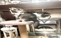 British Longhair cats for sale: British Longhair kittens mix - Advert 8