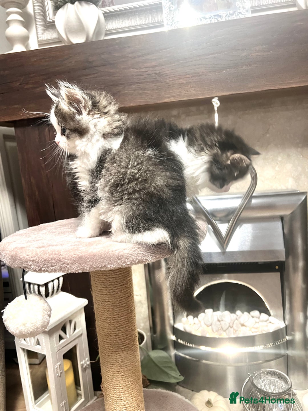 British Longhair cats for sale: British Longhair kittens mix - Advert 8