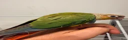 Conures birds for sale: Only Two Female Pineapple Conures Left, £350 Each - Advert 3