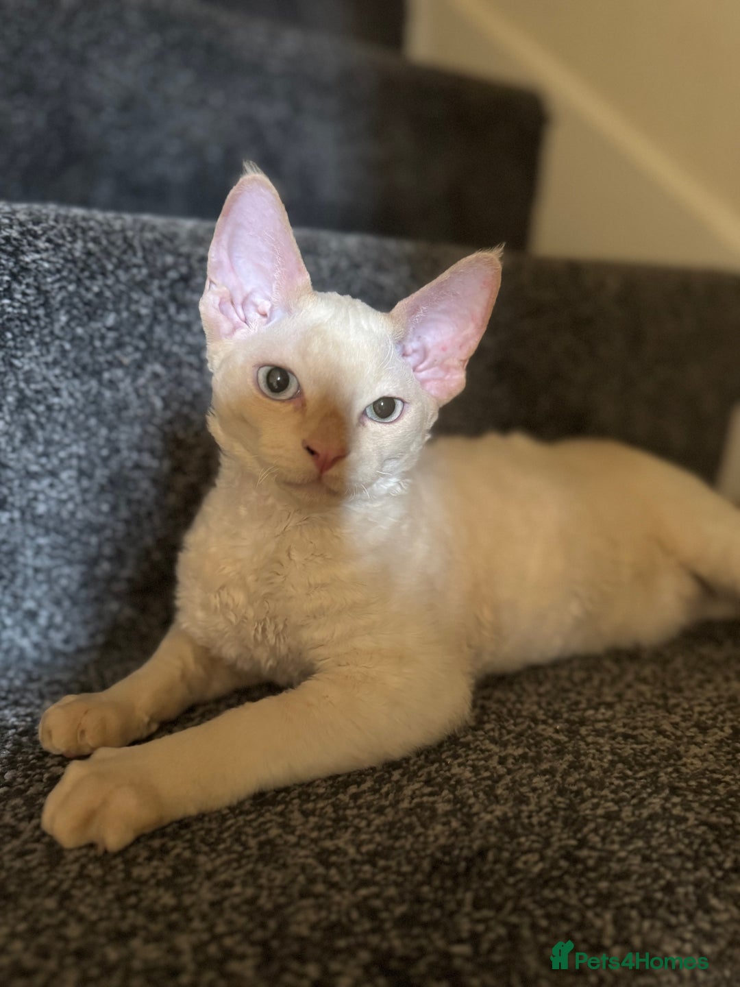 Devon Rex cats for sale: Amazing Boys Ready for 4ever home - Image 4