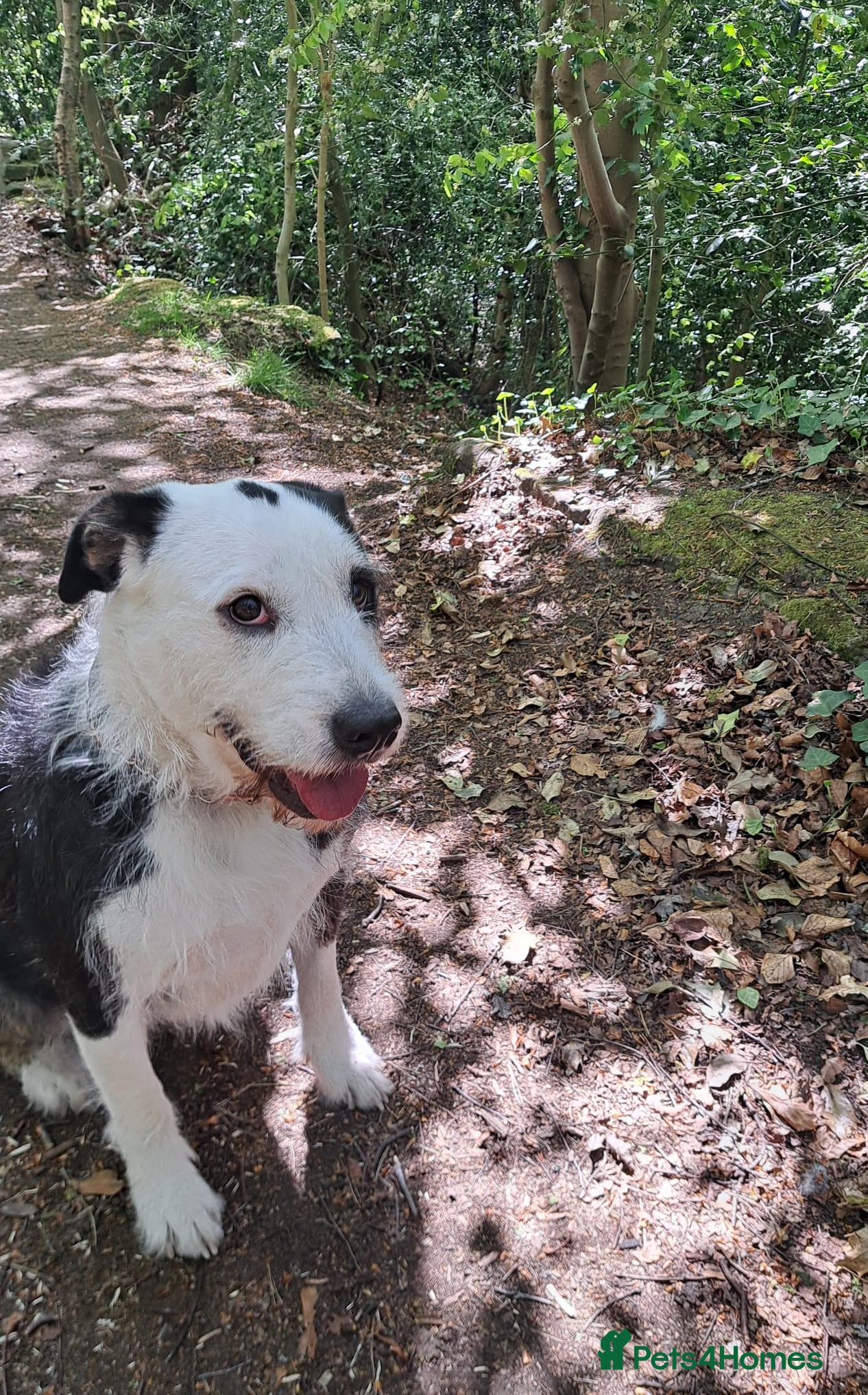 Mixed Breed dogs for sale: 2 yr old female Bulldog/Old English Sheepdog Mix - Advert 10
