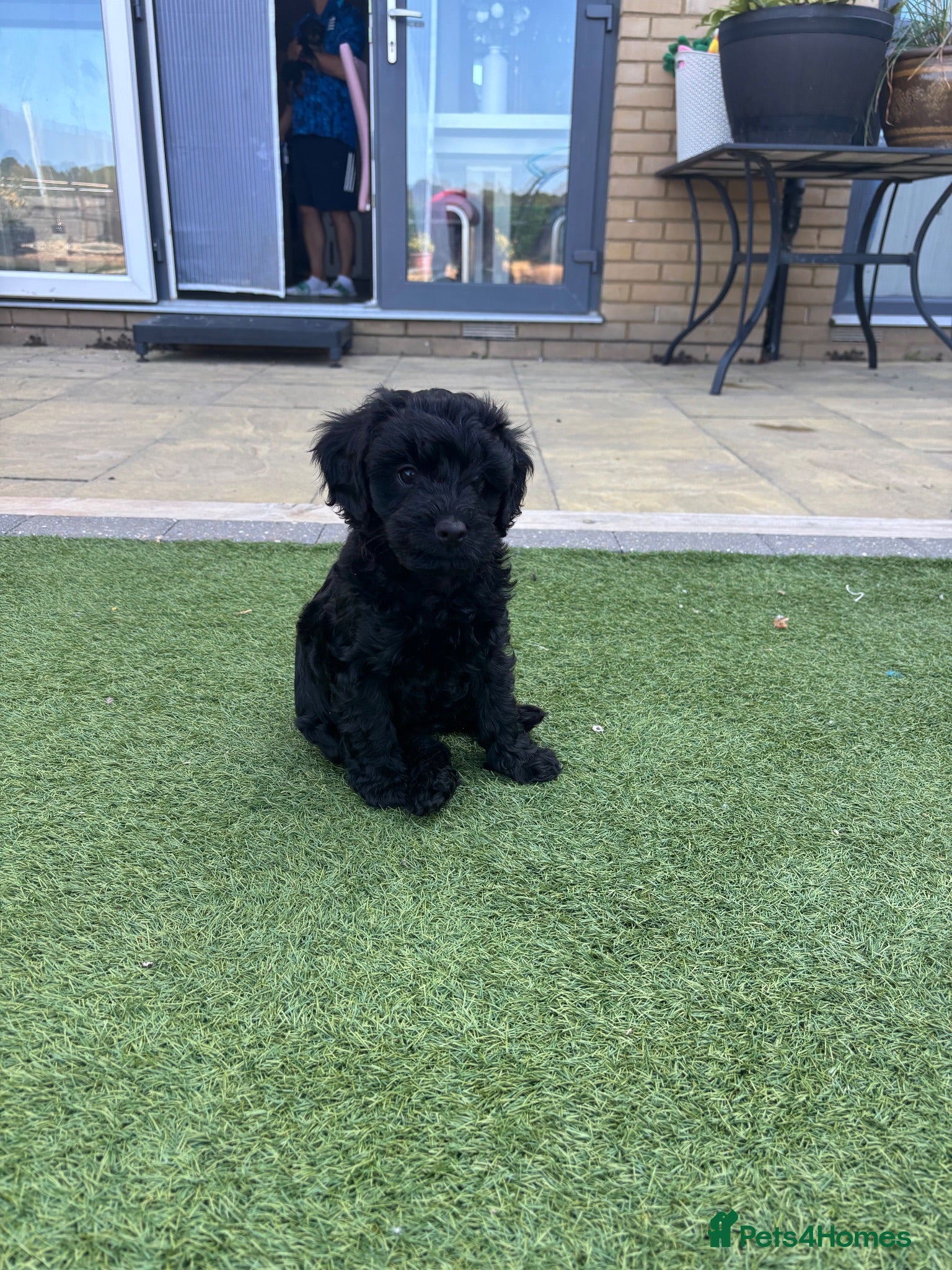 Cavapoo dogs Cute little cavas looking for their forever home!  - Advert 10