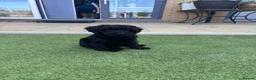 Cavapoo dogs for sale: Little Romeo looking for his Juliet!  - Advert 11