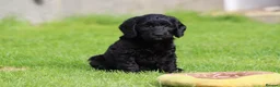 Cockapoo dogs for sale: Beautiful Cockapoo puppies for sale  - Advert 9