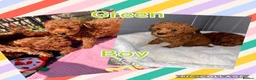 Toy Poodle dogs for sale: 🧡 Red Toy Poodle Pups 🧡 - Advert 14