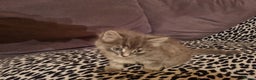 Mixed Breed cats for sale: Ghost tabby cats - Advert 8