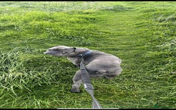 French Bulldog dogs for sale: French Bulldog called Baloo - Advert 2