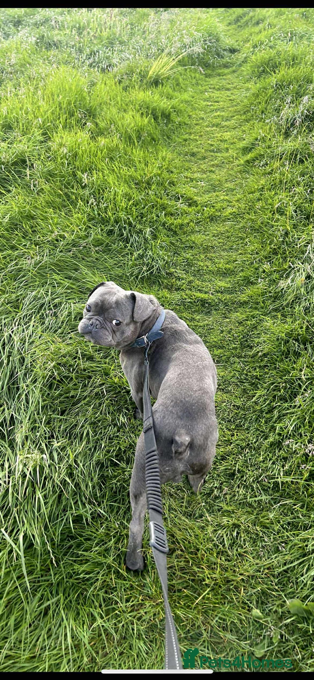 French Bulldog dogs for sale: French Bulldog called Baloo - Advert 2