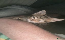 Mixed Breed cats for sale: Beautiful bengal cross kittens  - Image 8