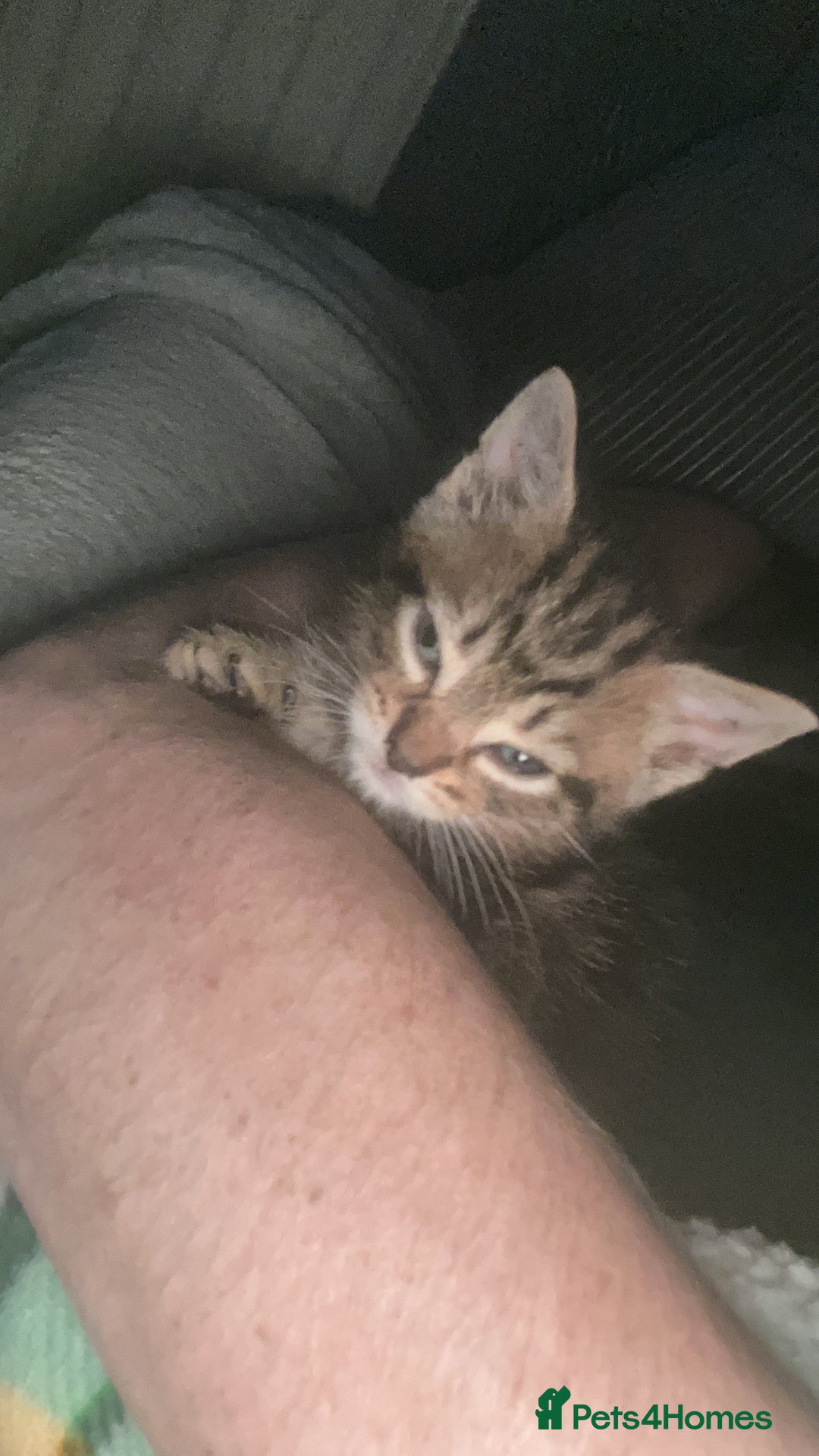 Mixed Breed cats for sale: Beautiful bengal cross kittens  - Image 8